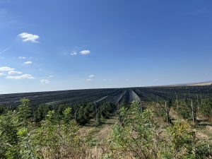 Учените проследяват ранния бум на живота на животните преди Камбрийската експлозия