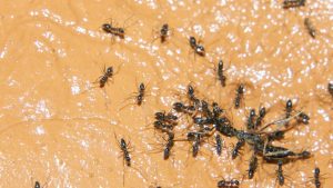 BYD добавя Пакистан към своя глобален производствен отпечатък на EV · TechNode